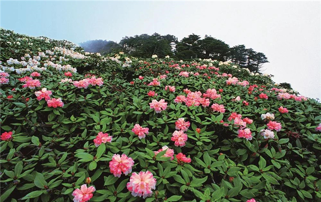 大理旅游 六月，蒼山等你赴一場(chǎng)花的“盛宴”！