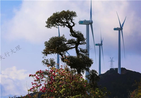 姹紫嫣紅醉春光 大理這片杜鵑花秘境藏不住了！