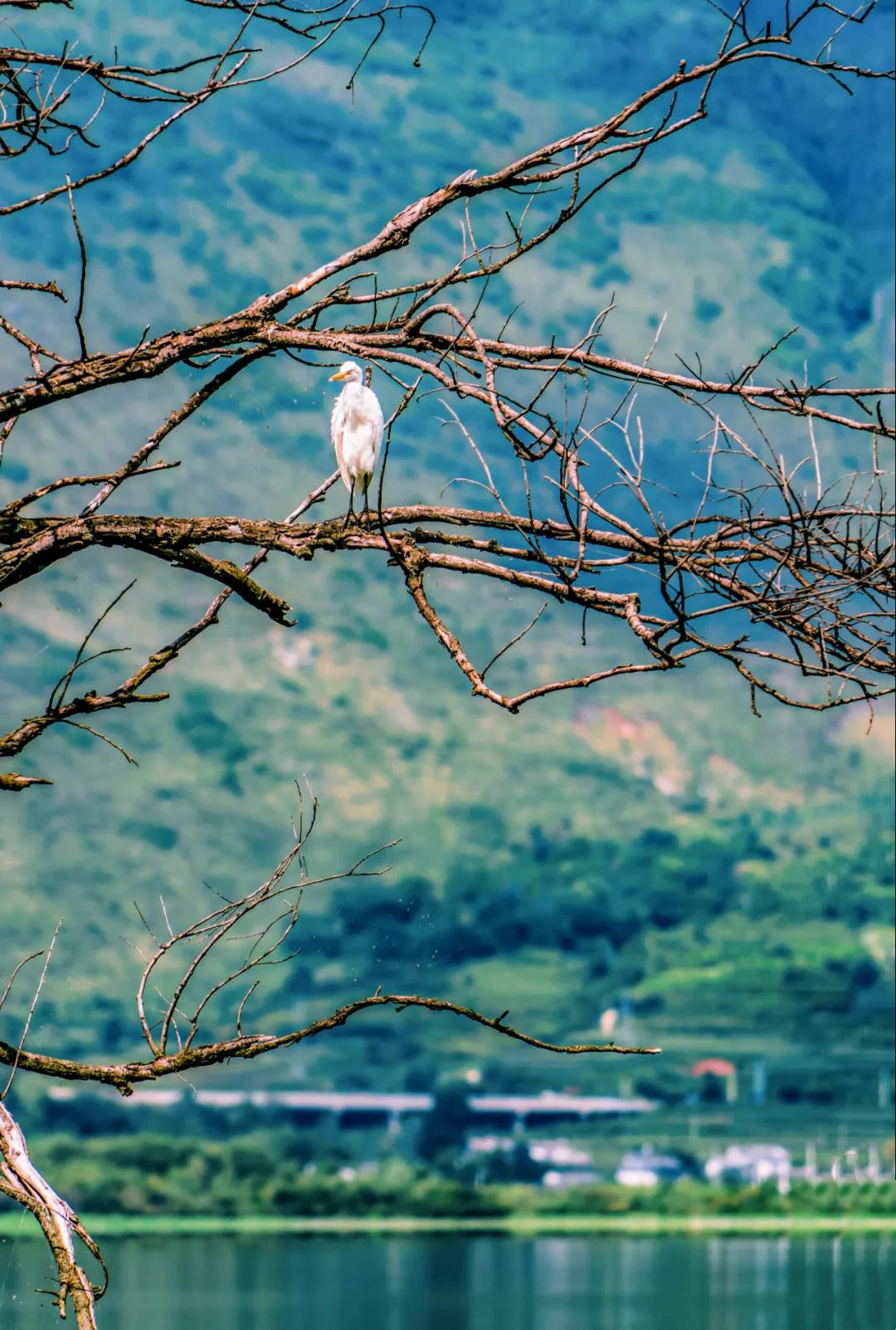 洱海濕地中的水鳥(niǎo)