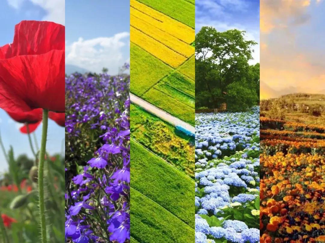 美麗大理的豐收色卡,大理秋季限定——豐收彩虹 你收到了嗎？