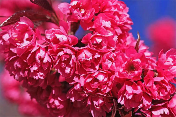 大理旅游,大理冬天的櫻花和我，都很想念你！