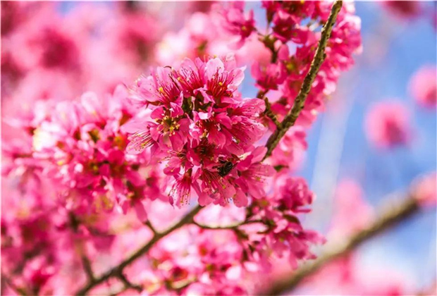 大理傳媒公司：南澗無(wú)量，秘境花鄉(xiāng)——神仙姐姐居住的地方！