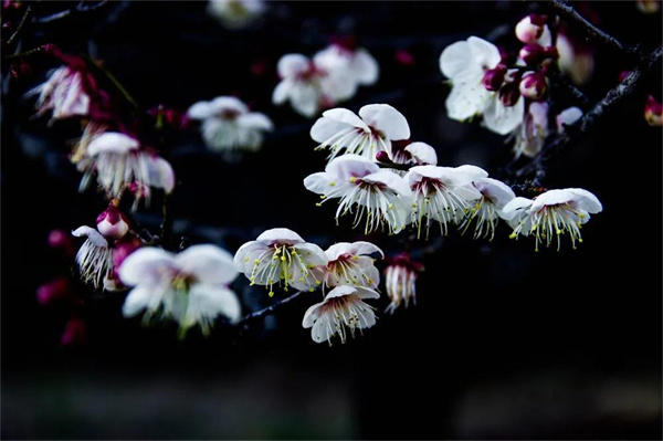 跟著時(shí)節(jié)游大理 小寒窗前賞梅來(lái)