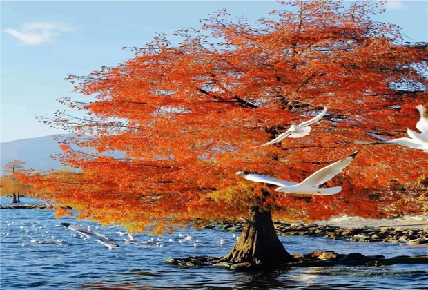 大理傳媒公司：【美麗大理】冬天的洱海生態(tài)廊道，美出新高度