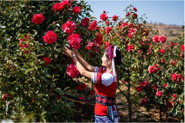 節(jié)后游大理，春暖花開賞花去！