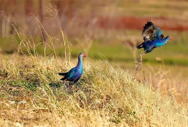 大理定制旅游：這些人少景美的旅行地，很難不令人心動(dòng)