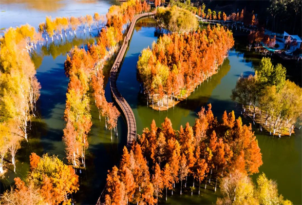 大理會(huì)議旅游：【冬游大理】去看層林盡染的水杉吧！