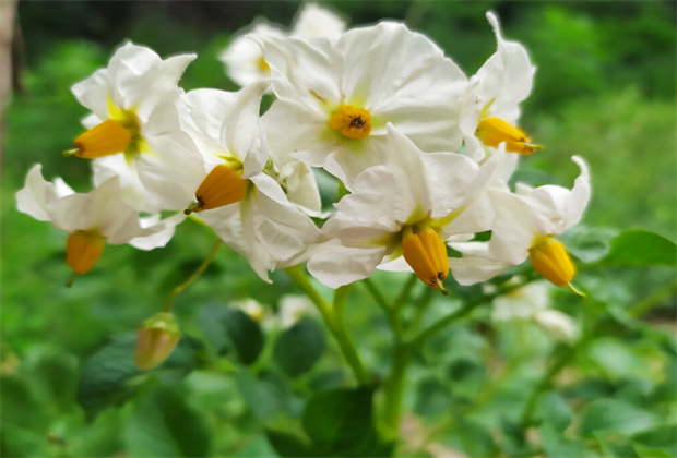 舍不得公開！大理八月的洋芋花海好漂亮