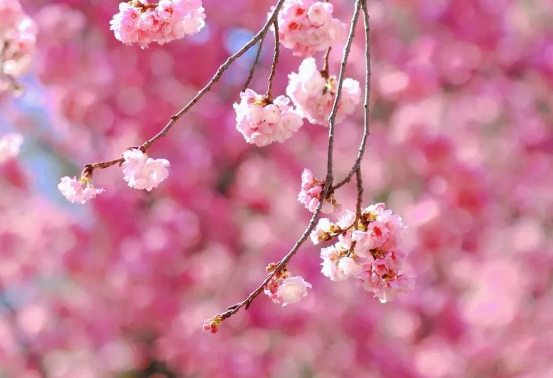 云南旅游,云南旅行社,云南團建公司：賞櫻正當時！大理大學校園開放日等你來